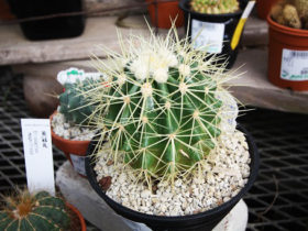 多肉植物・サボテンの紹介