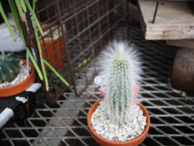 多肉植物・サボテンの紹介