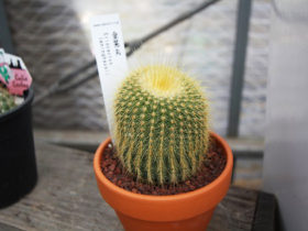 多肉植物・サボテンの紹介
