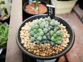 多肉植物・サボテンの紹介