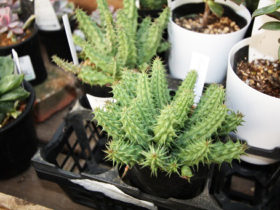 多肉植物・サボテンの紹介