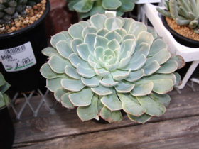 多肉植物・サボテンの紹介