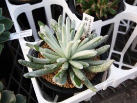 多肉植物・サボテンの紹介
