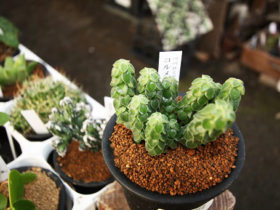 多肉植物・サボテンの紹介