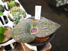 多肉植物・サボテンの紹介