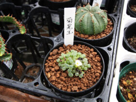 多肉植物・サボテンの紹介