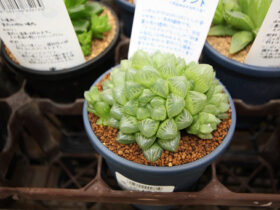 多肉植物・サボテンの紹介