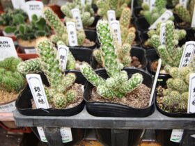 多肉植物・サボテンの紹介