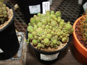 多肉植物・サボテンの紹介