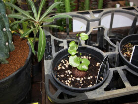 多肉植物・サボテンの紹介