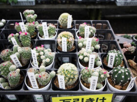 多肉植物・サボテンの紹介