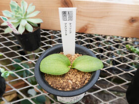 多肉植物・サボテンの紹介