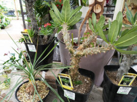 多肉植物・サボテンの紹介