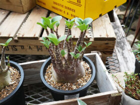 多肉植物・サボテンの紹介