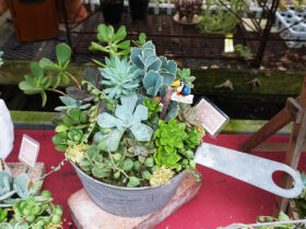 多肉植物・サボテンの紹介