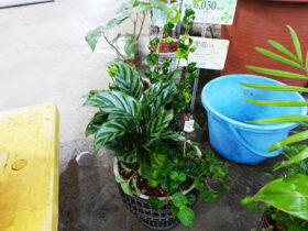 多肉植物・サボテンの紹介