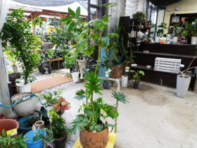 多肉植物・サボテンの紹介