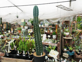 多肉植物・サボテンの紹介