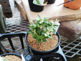 多肉植物・サボテンの紹介