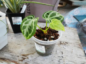 多肉植物・サボテンの紹介