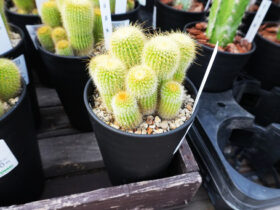 多肉植物・サボテンの紹介