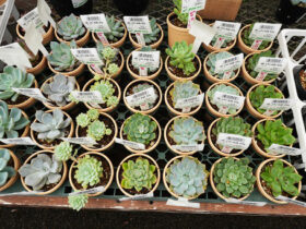 多肉植物・サボテンの紹介