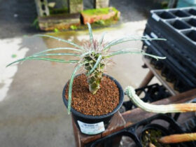 多肉植物・サボテンの紹介