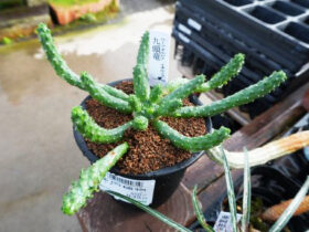 多肉植物・サボテンの紹介