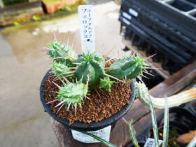 多肉植物・サボテンの紹介