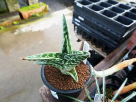 多肉植物・サボテンの紹介