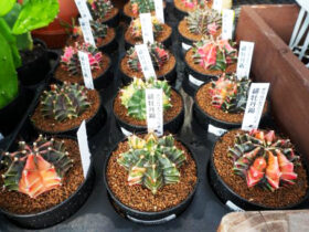 多肉植物・サボテンの紹介