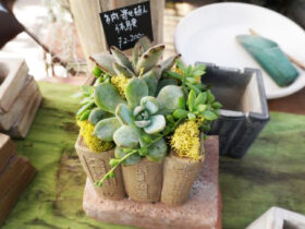 多肉植物・サボテンの紹介