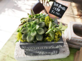 多肉植物・サボテンの紹介