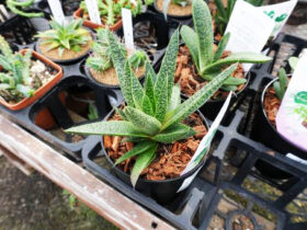 多肉植物・サボテンの紹介