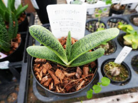 多肉植物・サボテンの紹介