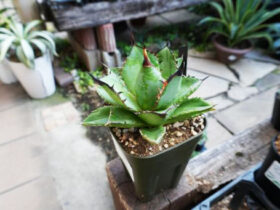 多肉植物・サボテンの紹介