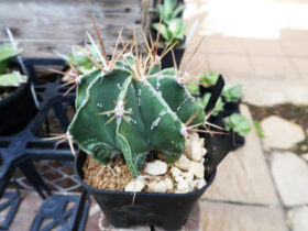 多肉植物・サボテンの紹介
