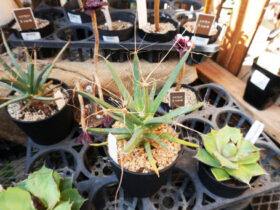 多肉植物・サボテンの紹介
