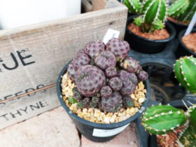 多肉植物・サボテンの紹介