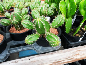 多肉植物・サボテンの紹介