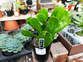 多肉植物・サボテンの紹介