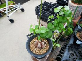 多肉植物・サボテンの紹介