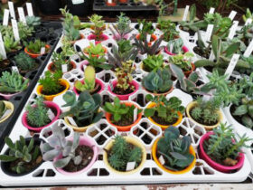 多肉植物・サボテンの紹介