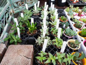 多肉植物・サボテンの紹介