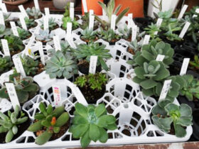 多肉植物・サボテンの紹介