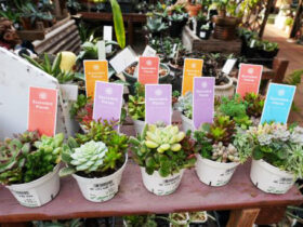 多肉植物・サボテンの紹介