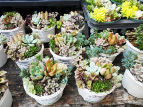 多肉植物・サボテンの紹介