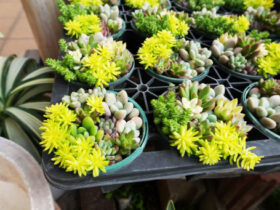 多肉植物・サボテンの紹介