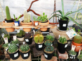多肉植物・サボテンの紹介