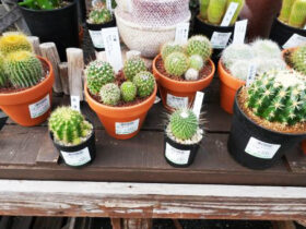 多肉植物・サボテンの紹介